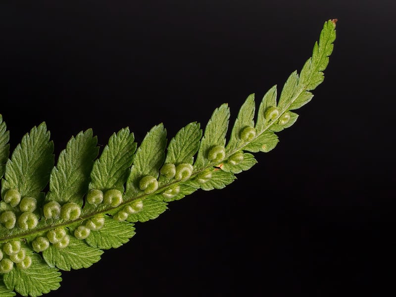 Fern-inspired Decor