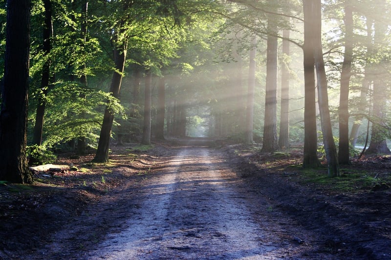 Forest Wedding Image